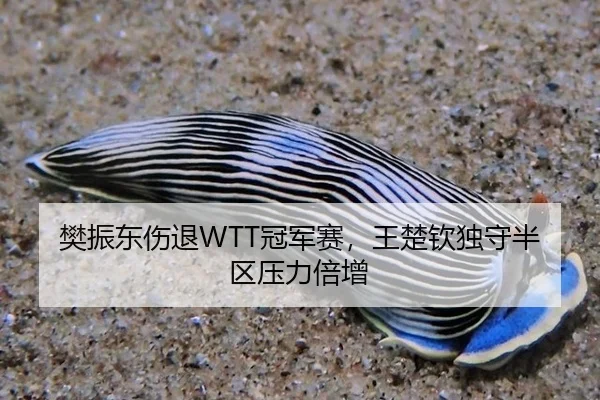 樊振东伤退WTT冠军赛，王楚钦独守半区压力倍增